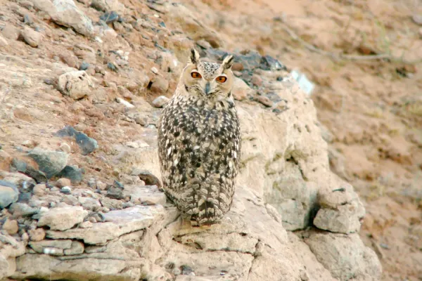 File:Bubo ascalaphus, Abu Simbel, Aswan, Egypt 1.jpg
