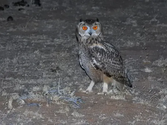 File:Bubo ascalaphus, Baqaa, Saudi Arabia 1.jpg