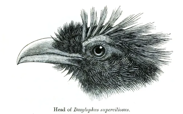 File:DasylophusSuperciliosus PZSL1873.jpg