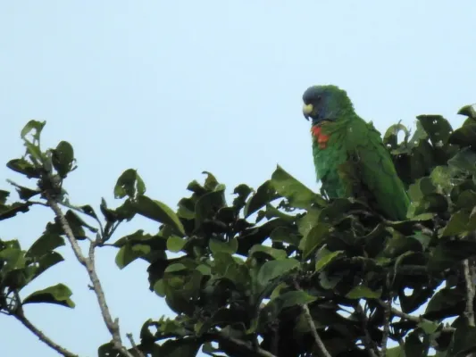 File:Amazona arausiaca 346005053.jpg