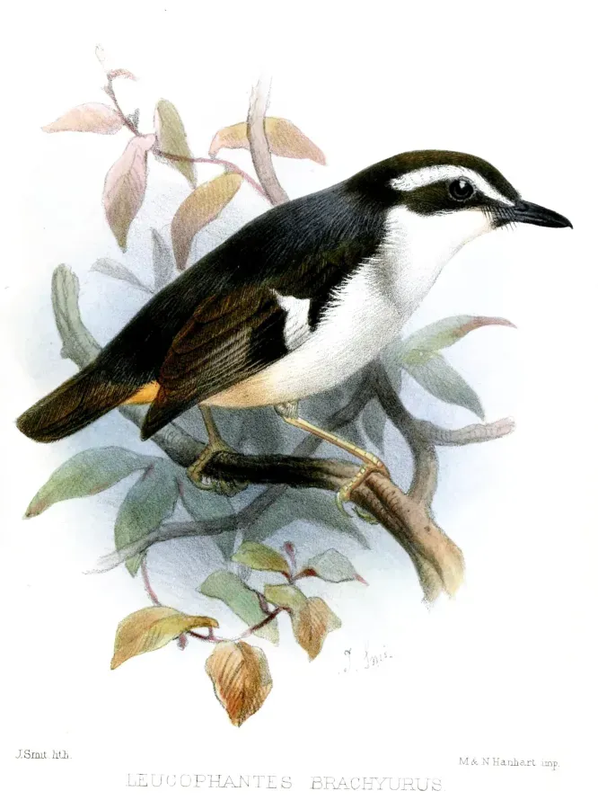 File:LeucophantesBrachyurusSmit.jpg