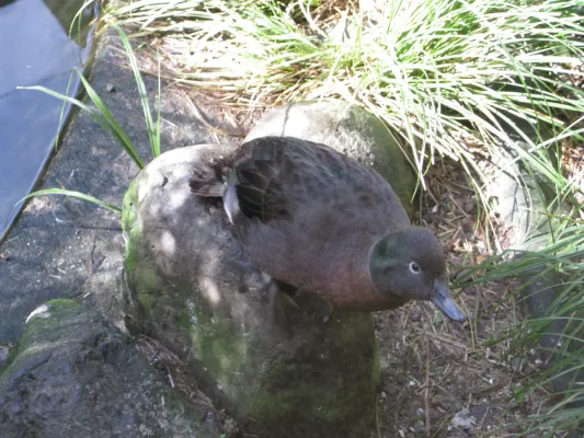 File:Anas nesiotis in Otorohanga Kiwi House.jpg