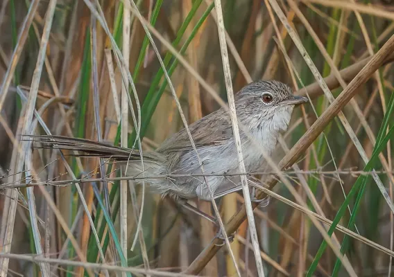 File:Swamp Grass Babbler (Laticilla cinerascens).jpg