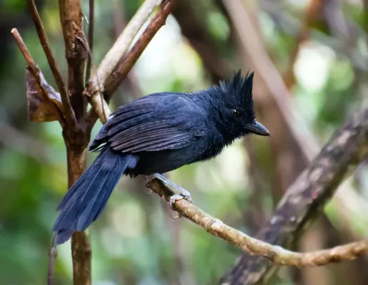 File:Mackenziaena severa -Piraju, Sao Paulo, Brazil-8.jpg