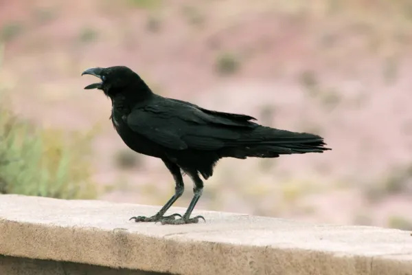 File:Corvus cryptoleucus Arizona 2.jpg