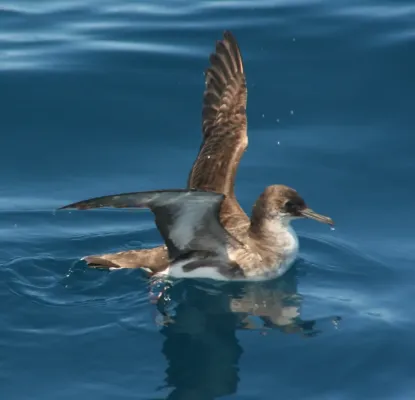 File:Puffinus gavia.jpg
