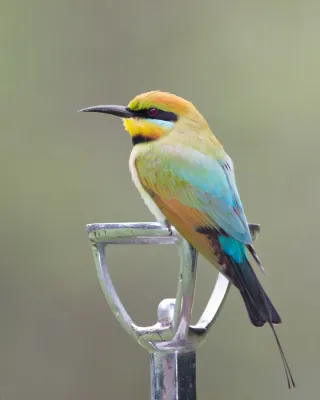 File:Merops ornatus - Centenary Lakes.jpg