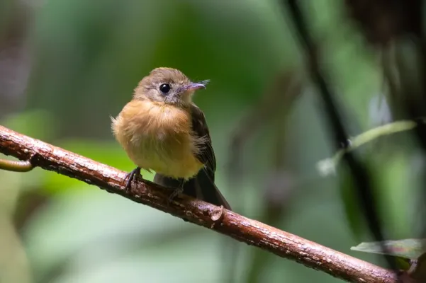 File:Myiobius sulphureipygius 415856002.jpg