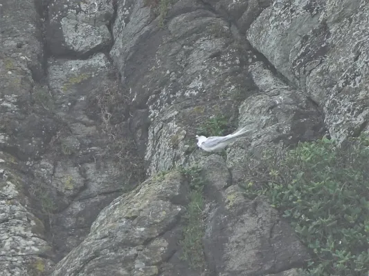 File:Sterna striata on Paratahi Island.jpg