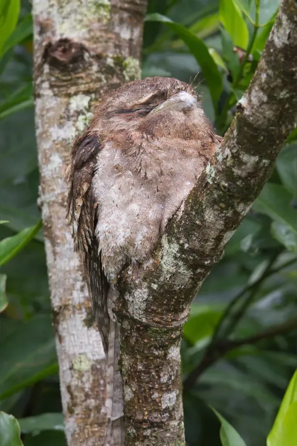 File:Podargus papuensis - Daintree River.jpg