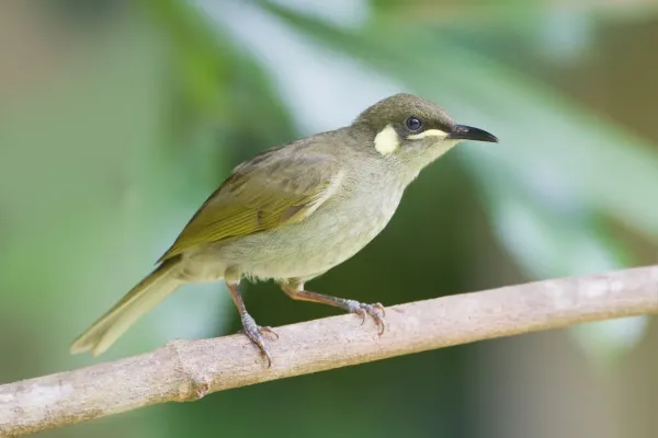 File:Meliphaga notata - Daintree Village.jpg