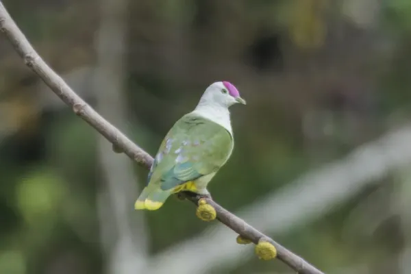 File:Crimson-crowned fruit dove (Ptilinopus porphyraceus fasciatus) Upolu.jpg