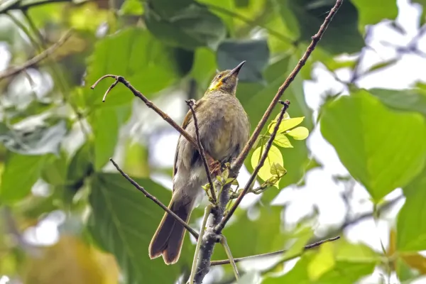 File:Eastern wattled-honeyeater (Foulehaio carunculatus) Upolu.jpg