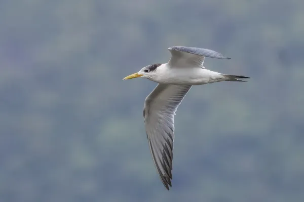 File:Great crested tern (Thalasseus bergii cristatus) in flight Moorea.jpg