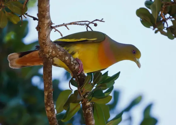 File:Treron bicinctus -Yala National Park, Sri Lanka -male-8.jpg