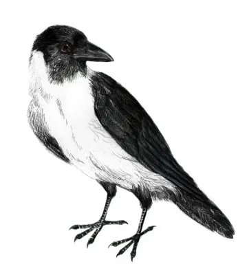 File:Corvus typicus.jpg