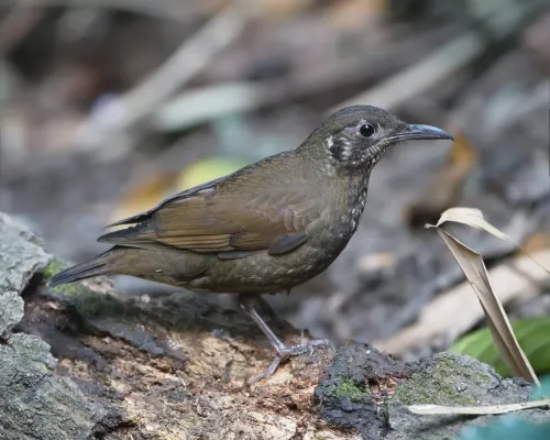 File:Zoothera marginata - Doi Inthanon.jpg