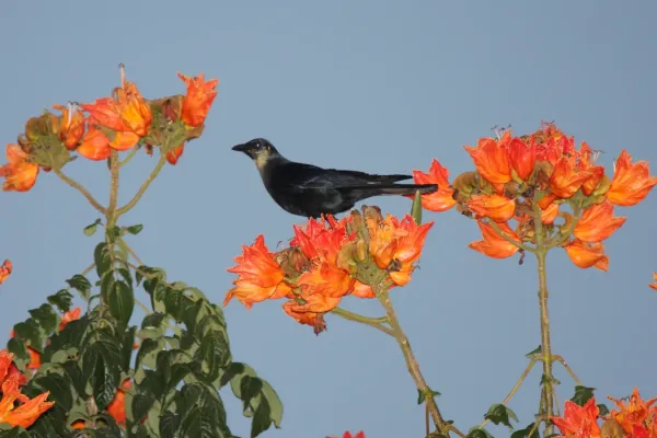 File:Corvus sinaloae.jpg