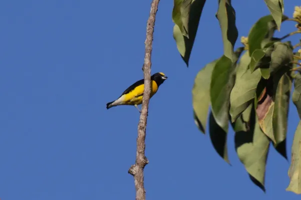 File:Euphonia affinis godmani.jpg