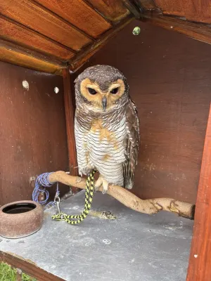 File:Strix seloputo alias Kukuk seloputo.jpg