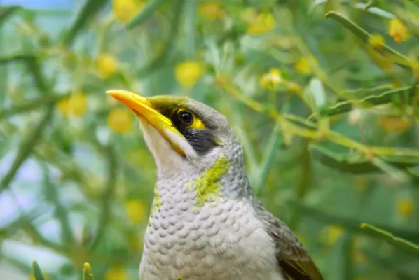 File:Manorina flavigula -Yulara, Northern Territory, Australia -head-8.jpg