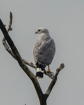 File:Buteo nitidus 376820732.jpg