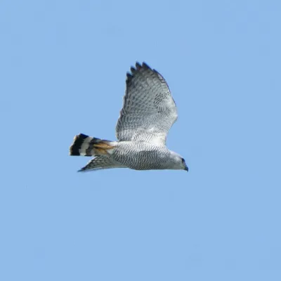 File:Buteo nitidus 338858911.jpg