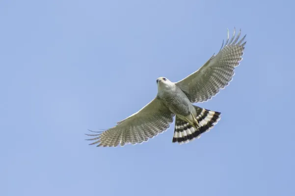 File:Buteo nitidus 228278639.jpg
