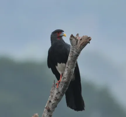File:Ibycter americanus 107763995.jpg