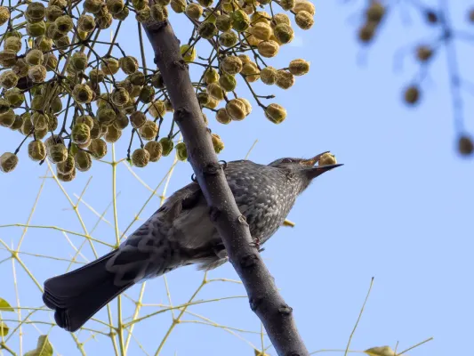 File:Hypsipetes amaurotis Eating fruit 20241215- YAS8091-2.jpg