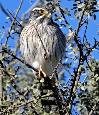 File:Spiziapteryx circumcincta 292207438.jpg