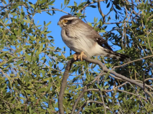 File:Spiziapteryx circumcincta 407803609.jpg