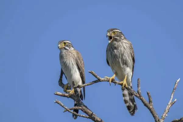 File:Spiziapteryx circumcincta 110685465.jpg