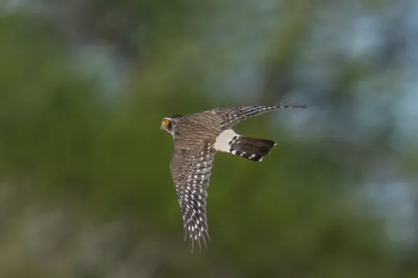 File:Spiziapteryx circumcincta 106906079.jpg