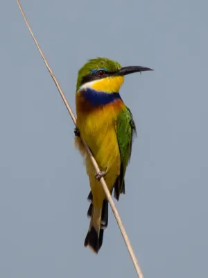 File:Merops variegatus 63256640.jpg