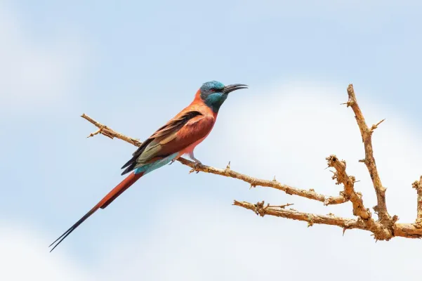 File:Merops nubicus 260369065.jpg
