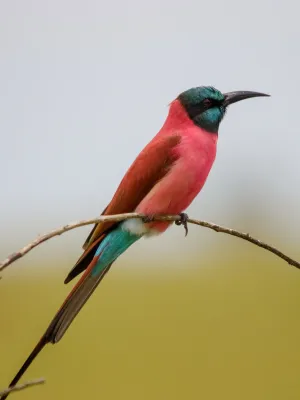 File:Merops nubicus 63245676.jpg