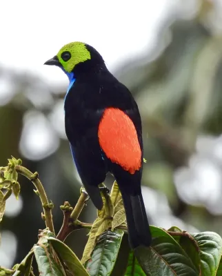 File:Tangara chilensis 309100152.jpg