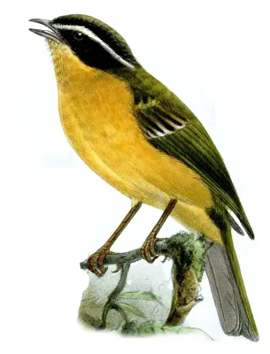 File:MicrospingusTrifasciatusKeulemans.jpg