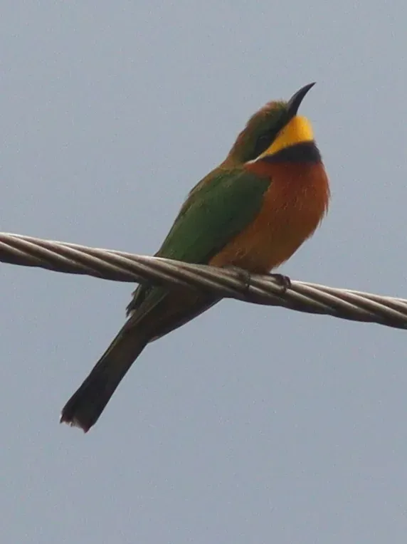 File:Merops oreobates 190307301.jpg