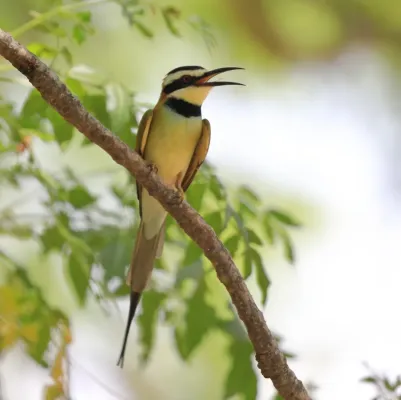 File:Merops albicollis 355736797.jpg