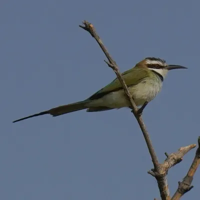 File:Merops albicollis 258796676.jpg
