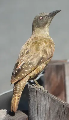 File:Geocolaptes olivaceus 256940193.jpg