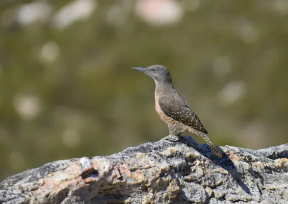 File:Geocolaptes olivaceus 177589264.jpg