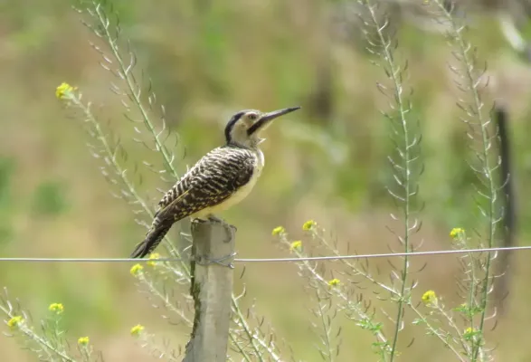 File:Colaptes rupicola 339332622.jpg