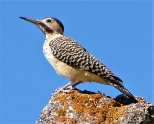 File:Colaptes rupicola 300124075.jpg