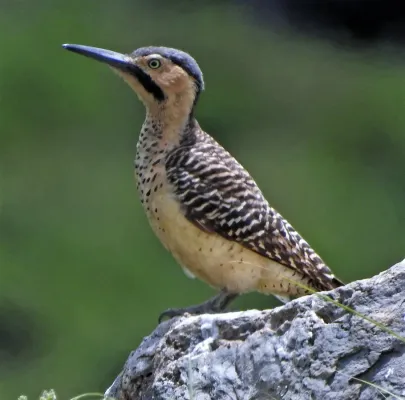 File:Colaptes rupicola 300121942.jpg
