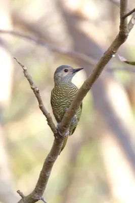 File:Colaptes auricularis 54091319.jpg