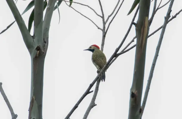 File:Colaptes atricollis 120400356.jpg