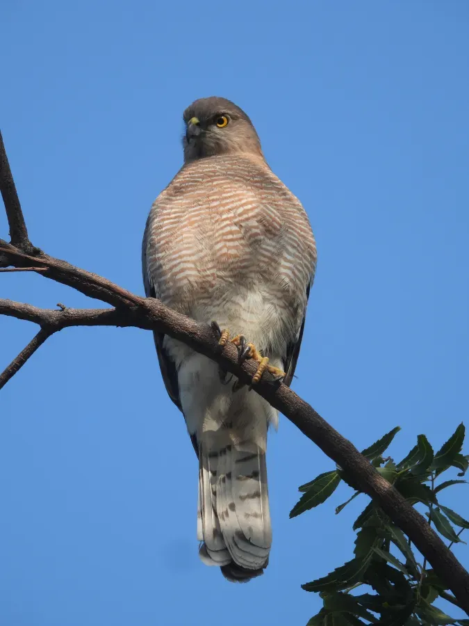 File:Shikra (Tachyspiza badia) in Little Rann of Kutch, Gujarat, India DSCN8550 01.jpg